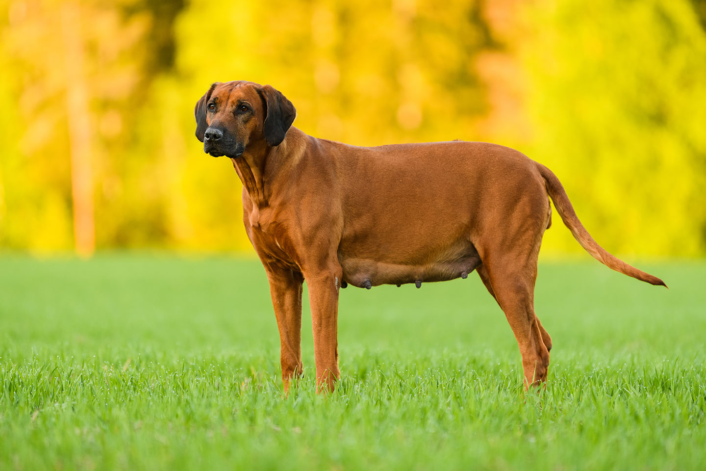 Březí dobře živená fenka rhodéského ridgebacka