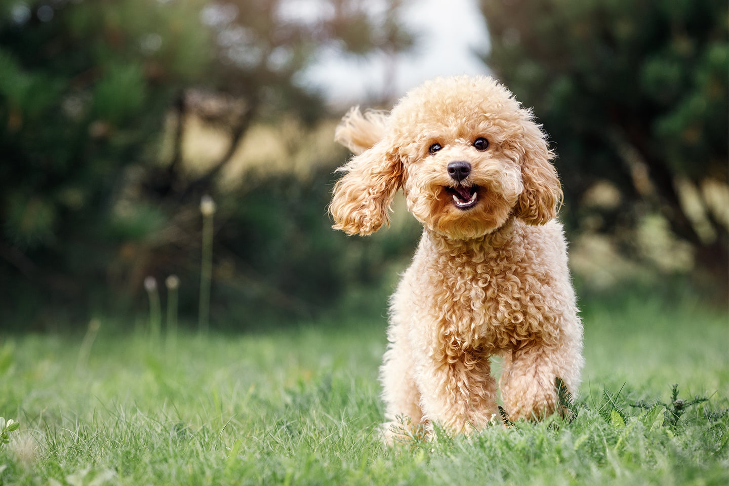 Světle hnědý pes si radostně hraje v trávě a usmívá se