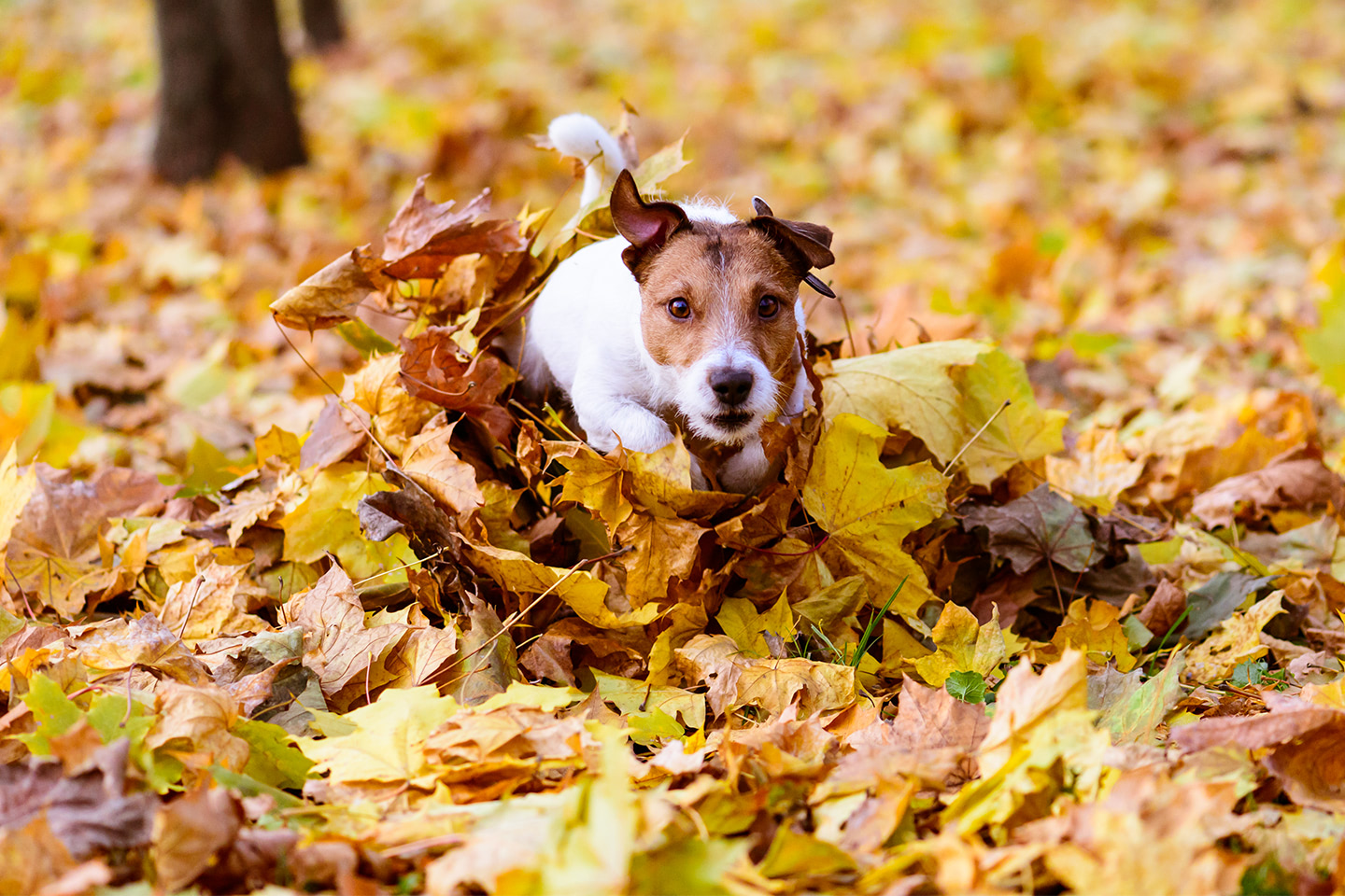 Pejsek radostně běží v podzimním listí