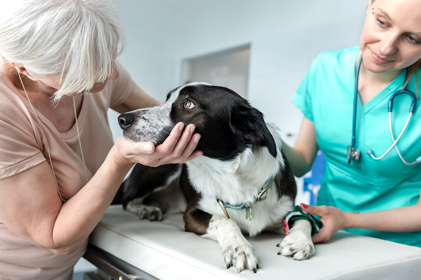 Seniorka se psem na prohlídce u veterináře
