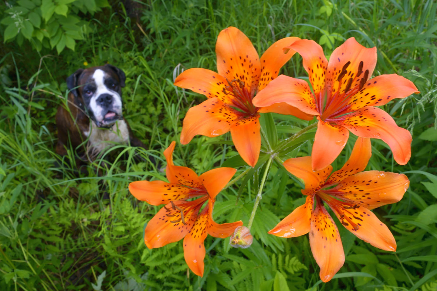 Pes boxer se dívá na kvetoucí lilii