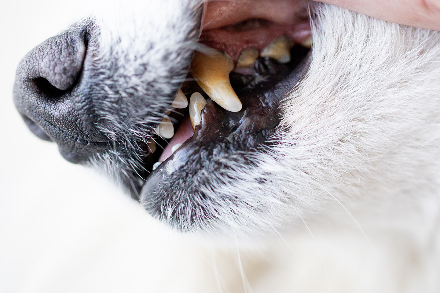 První stupeň zánětu dásní u psů
