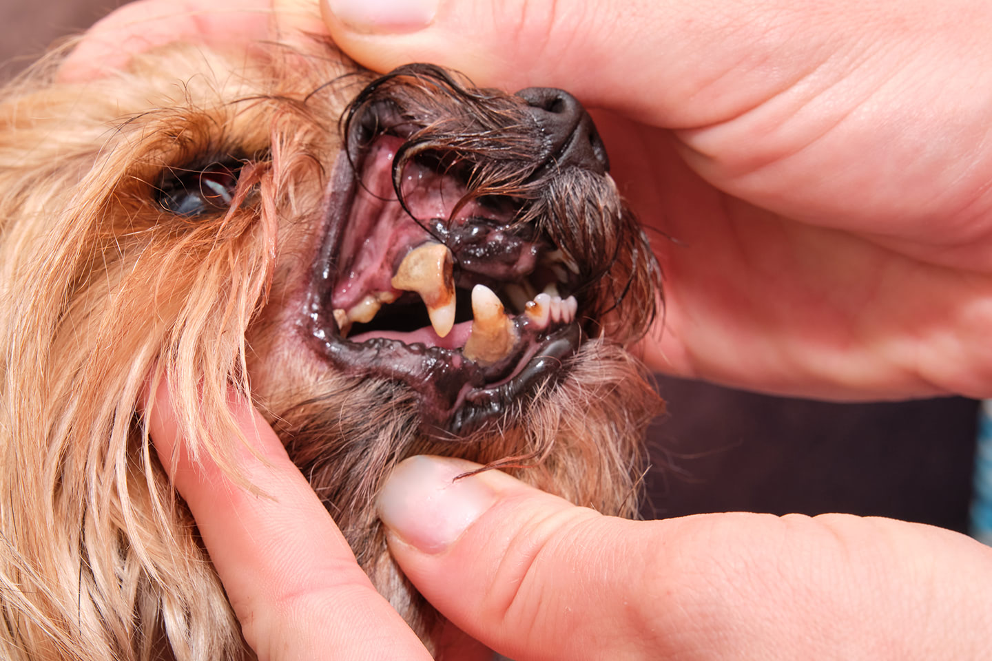 Třetí stupeň zánětu dásní u psů