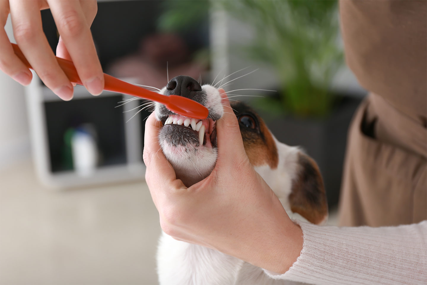 Čištění zubů psovi kartáčkem