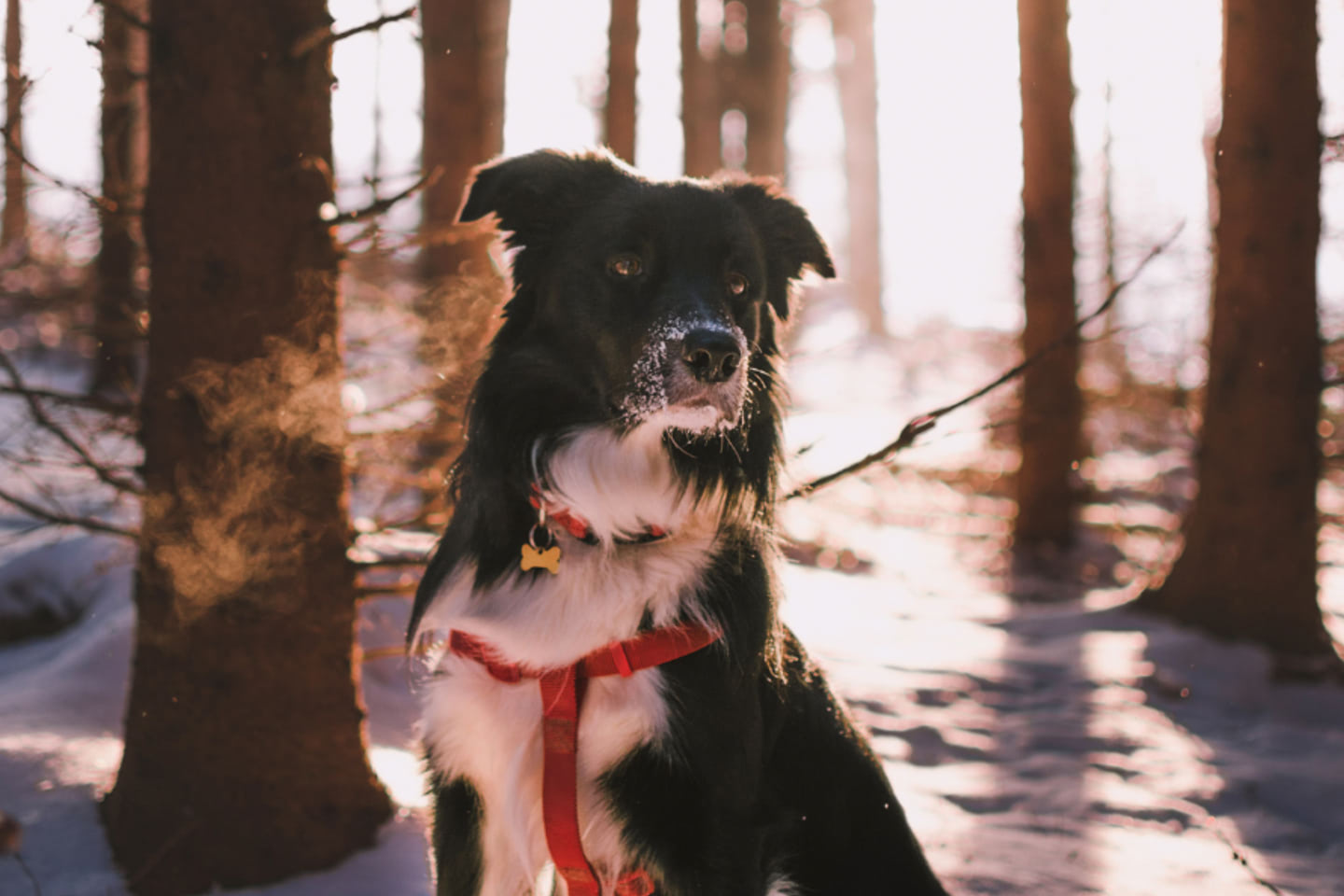 Tmavě zbarvený pes venku v zimě v lese