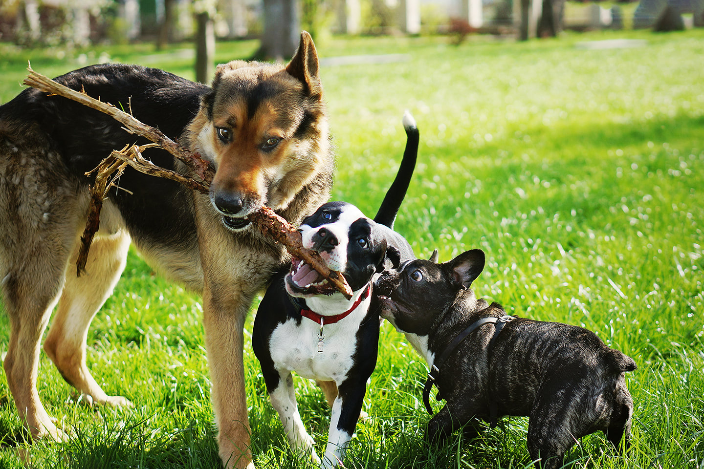 Tři psi se přetahují o klacek při hře v parku na trávě
