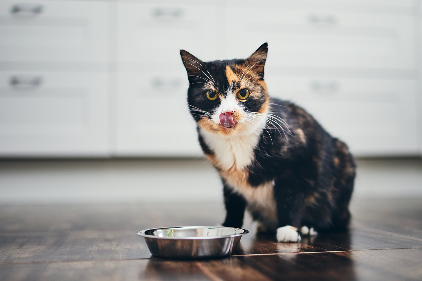 Kočka u misky s kočičím žrádlem se olizuje