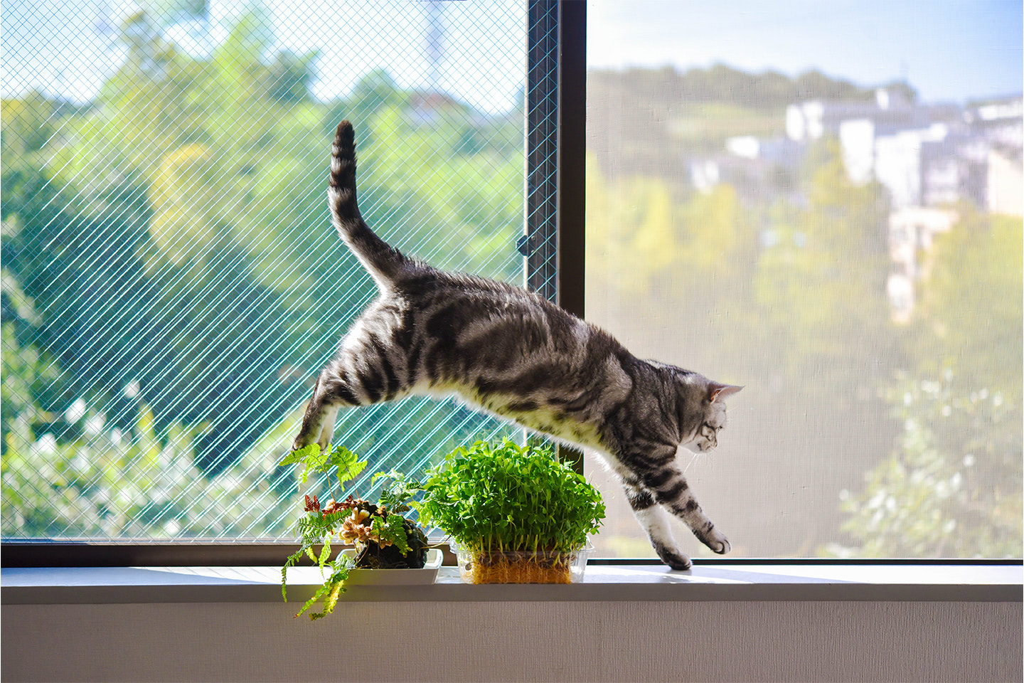 Mourovatá kočka skáče na okně přes bylinky