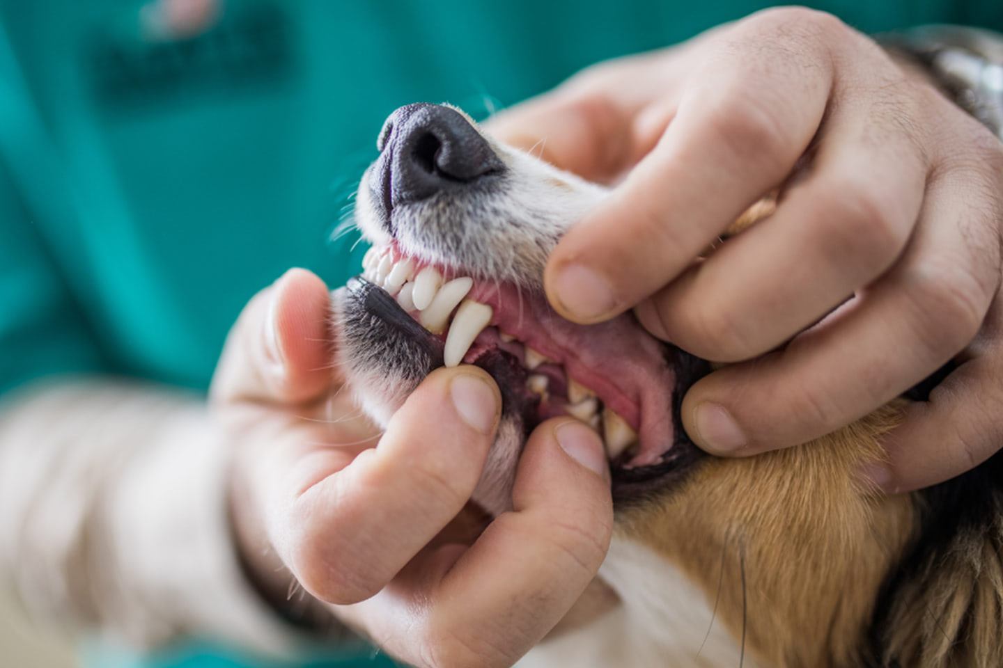 Kontrola psích dásní u veterináře