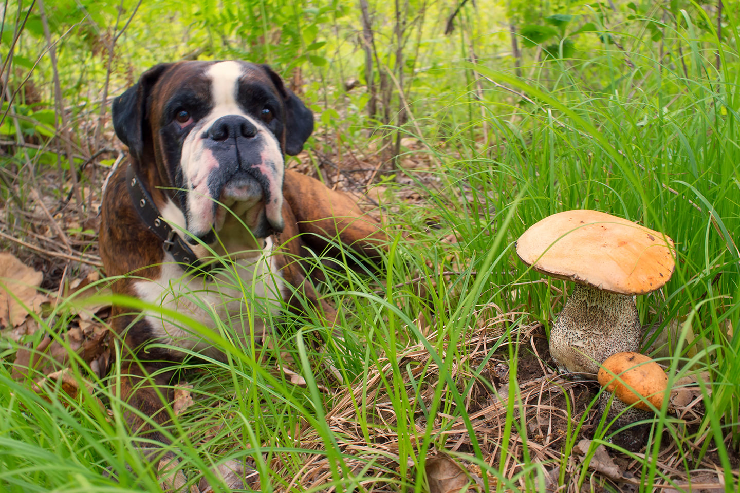 Starší pes rasy boxer leží v trávě vedle nalezené houby