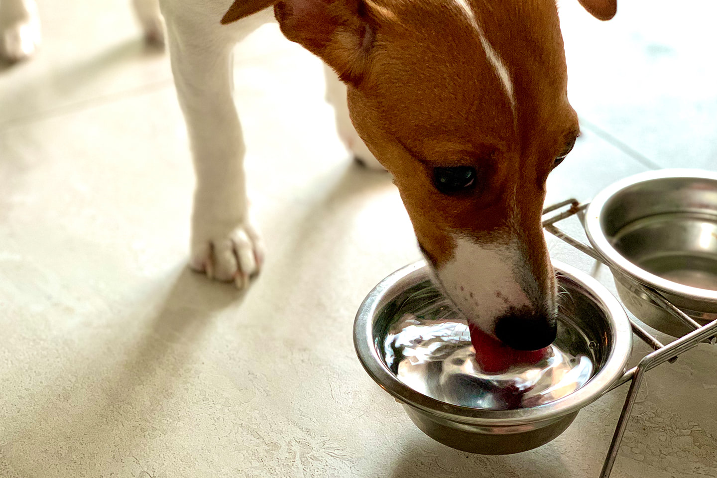 Pes pije čistou vodu z misky