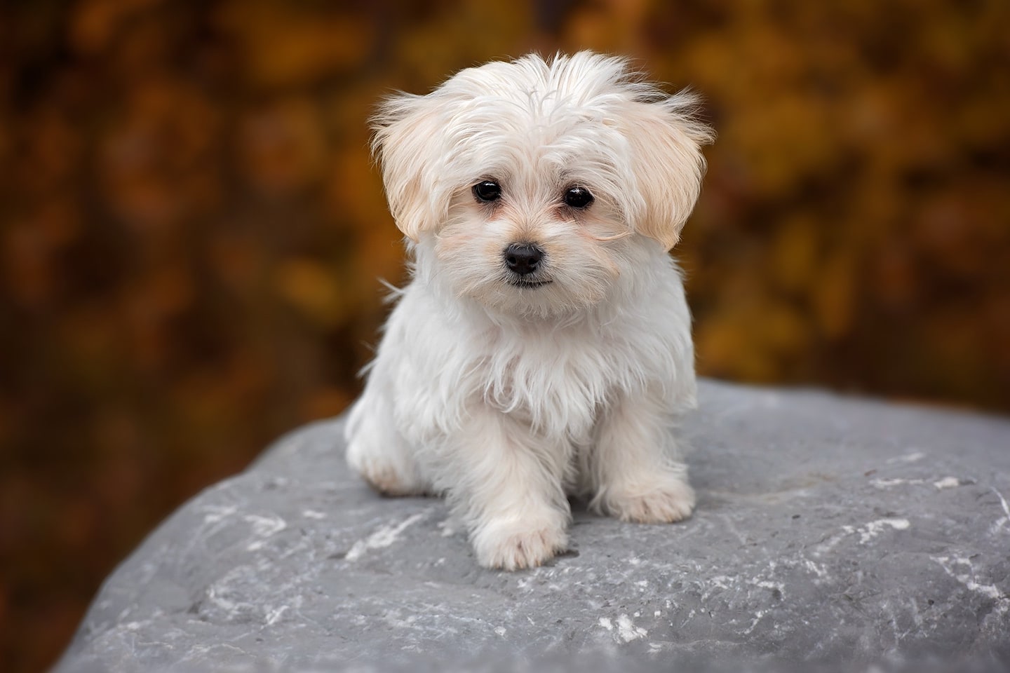 Bílý Maltézský psík sedící na velkém šedém kameni